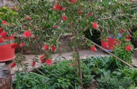 Penelope's Guest House - Foto 37