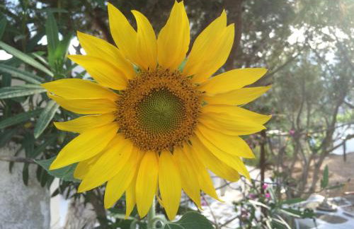 Meltemi Studios and Apartments - Photo 46