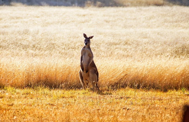 Gisborne Peak Winery Cottages - Foto 49