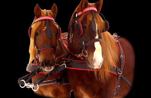 Ferienwohnung Schlossblick Altenburg - Foto 36