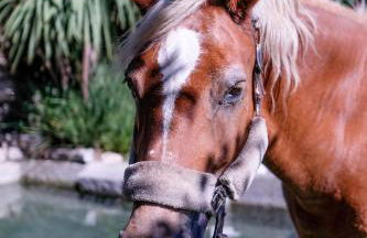 Verde Água Agroturismo e Agricultura Biológica - Foto 17