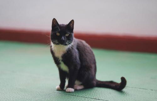 La Cábala del Draguillo - Foto 6