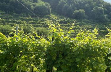 AlMi House - Colline del Prosecco - Foto 26