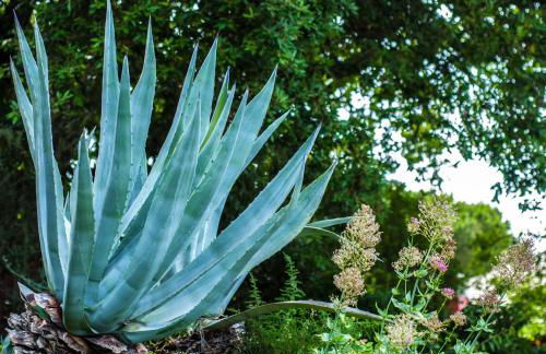 Villa Eliodora - due appartamenti - Foto 2