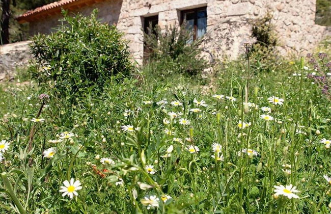 Huerto San Antonio - Foto 3