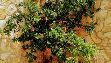 Casa Alfarroba - Photo 2