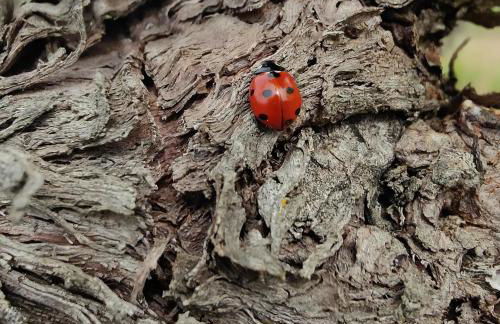 Casa Elisabetta - Foto 48