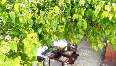 Mi casa soñada - Photo 2, Garden, Garden view