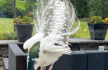 Treeside woodhouse - Foto 7