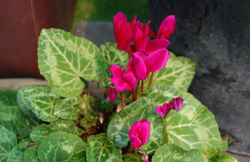 Maple Gardens Studio - Foto 31