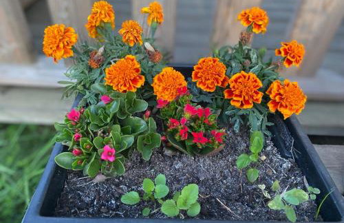 Farma Puchałowo - Foto 72