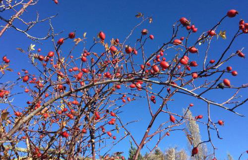 Chalet Rouge Sorbier - Foto 41
