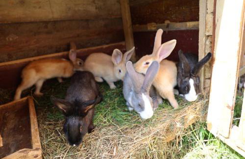 Agroturystyka u Babci - Photo 22