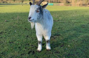 Hertford farm Woodland cabin pet friendly firepit bbq - Foto 37