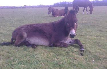 Granite Country Cottage west of Penzance - Foto 11