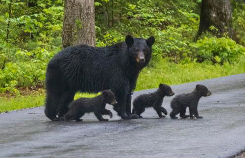 The Chalet At Greenbriar Creek - Pickleball Court, Creek, WIFI, Mountain Views, Starting at 79" - Photo 36