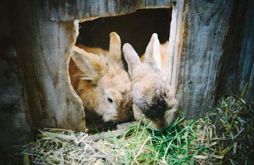 Bio Ferienbauernhof Voß - Foto 73