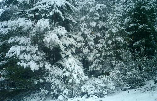 Fuente del Pino Cañón de Río Lobos - Foto 34