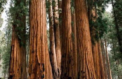 Sequoia Villa - Foto 23