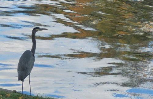 Large 1 BR Cottage, KING BED on the Lake - Foto 30