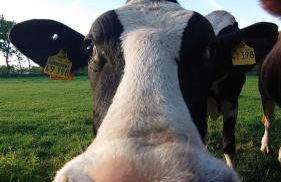 De Leev - Landhaus Lübbertsfehn - Foto 13