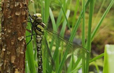Tiny House am Waldrand - Foto 31