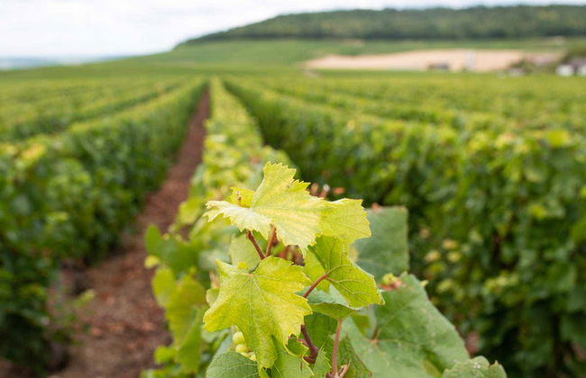Tour del champán por Reims - Foto 3