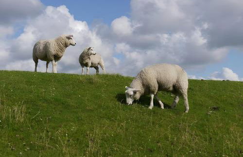 Ferienwohnung Tüchsen - Foto 27