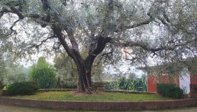 Casolare L'Antico Olivo - Foto 5