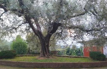 Casolare L'Antico Olivo - Foto 5