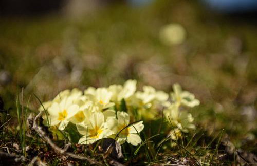 Cinija Cottage - Family Eco Retreat in Nature Park - Foto 49