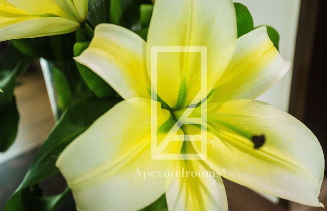 Padgett Place - Deluxe Suites - Foto 16