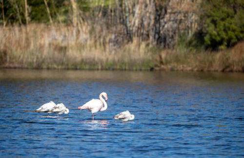 Residence Monte Cristo - Foto 65