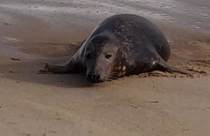 Sea Holly Cottage - Foto 7