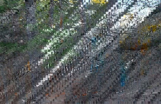 The Bear Den - Foto 65