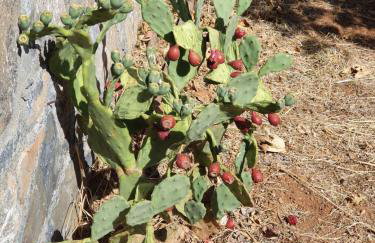 VILLA PETRINO - Foto 24