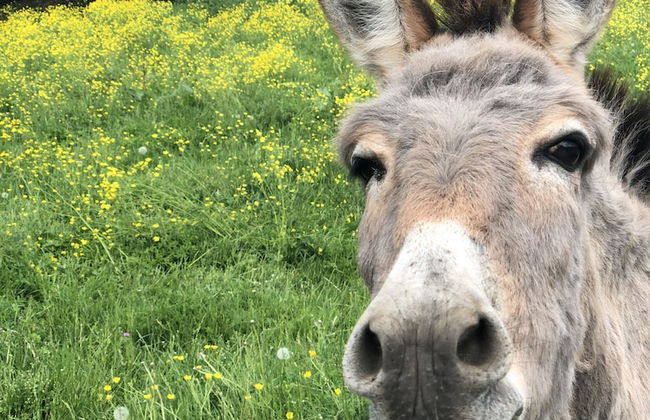 Agriturismo La Betulla - Foto 18