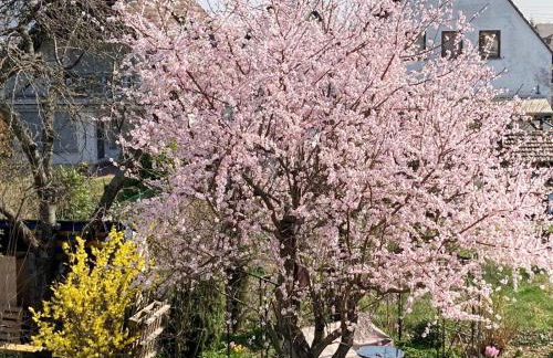 Terrassenwohnung - Foto 31