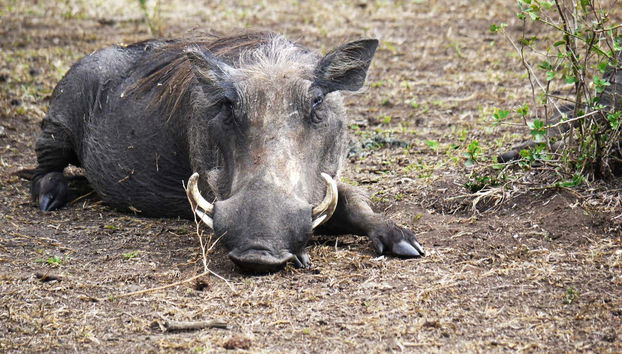 Un cinghiale nel Parco Nazionale del lago Mburo