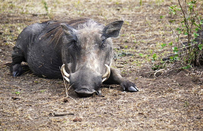 Safari de 2 días por el Parque Nacional del Lago Mburo - Foto 2