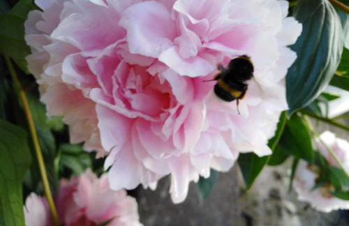 Ferienwohnung mit kleinem Garten - Foto 26