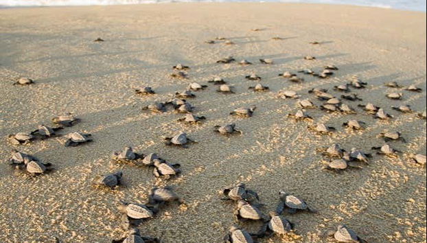 Turtle Release in Los Cabos - Foto 5