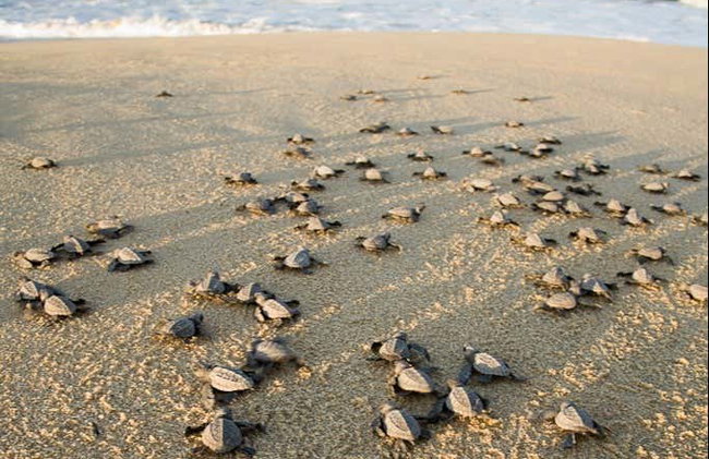 Turtle Release in Los Cabos - Foto 5