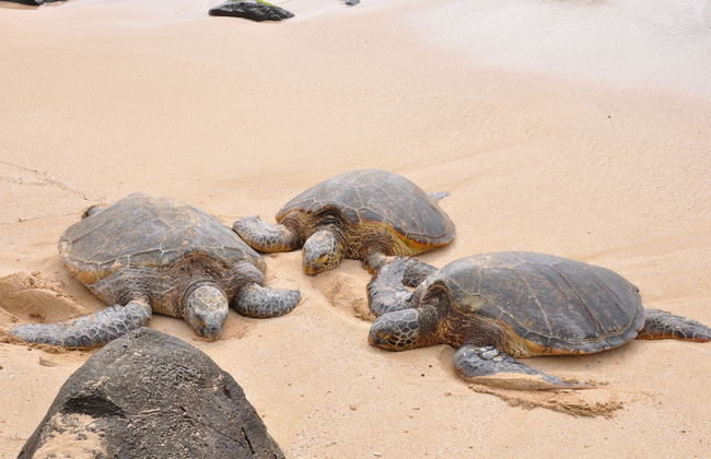 Hera Kyrenia Gardens - Foto 16