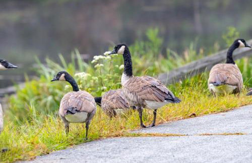 Waterfront Secluded Log Cabin - Foto 48