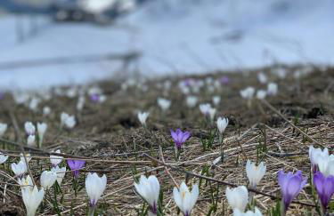 Chez Francine - Photo 74