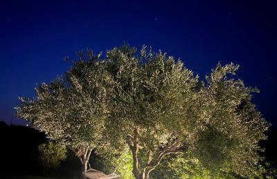 Villa Aurelia - Pool, BBQ & Tennis Court - San Teodoro - Photo 21