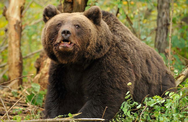 Avvistamento di orsi nei Carpazi rumeni - Foto 6
