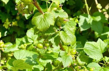 Rhubarb Retreat - Stylish House, Sleeps 5, 10 mins to Durham City & Parking & Garden - Foto 43