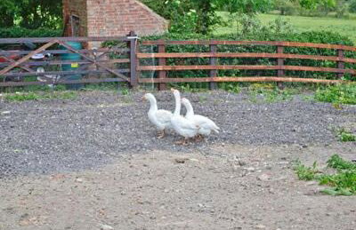 The Old Dairy - 26726 - Foto 9